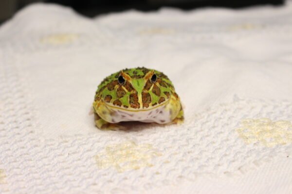Sapo Pacman (Ceratophrys cranwelli) – Sexo Indeterminado – Id 900263002408255