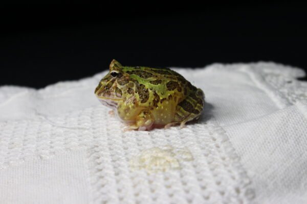 Sapo Pacman (Ceratophrys cranwelli) – Sexo Indeterminado – Id 900263002408257 - Image 3