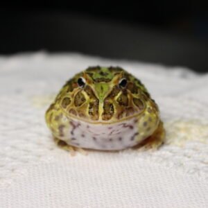 Sapo Pacman (Ceratophrys cranwelli) – Sexo Indeterminado – Id 900263002408257