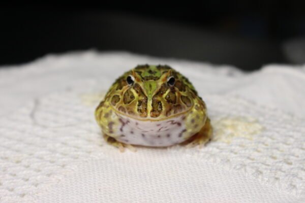 Sapo Pacman (Ceratophrys cranwelli) – Sexo Indeterminado – Id 900263002408257