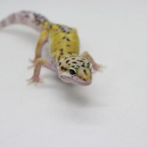 Leopard Gecko (Eublepharis macularius) – Macho – Id 900263003574230