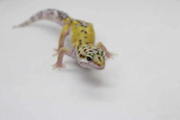Leopard Gecko (Eublepharis macularius) – Macho – Id 900263003574230