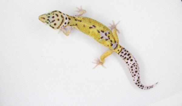 Leopard Gecko (Eublepharis macularius) – Macho – Id 900263003574230 - Image 2