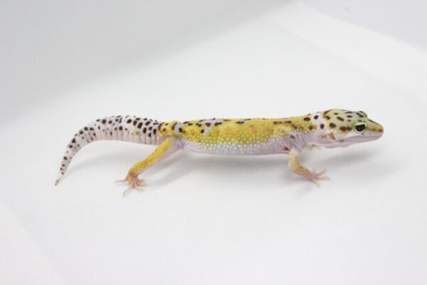 Leopard Gecko (Eublepharis macularius) – Macho – Id 900263003574230 - Image 3