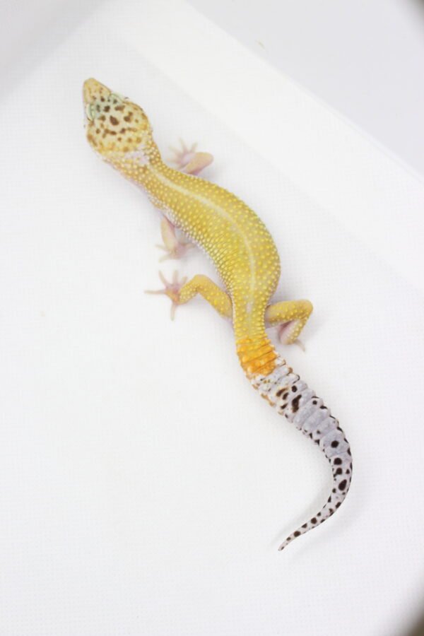 Leopard Gecko (Eublepharis macularius) – Macho – Id 900263003574231 - Image 3