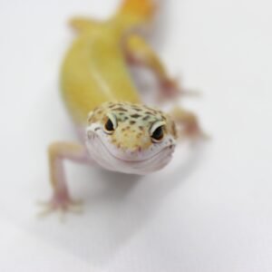 Leopard Gecko (Eublepharis macularius) – Macho – Id 900263003574231