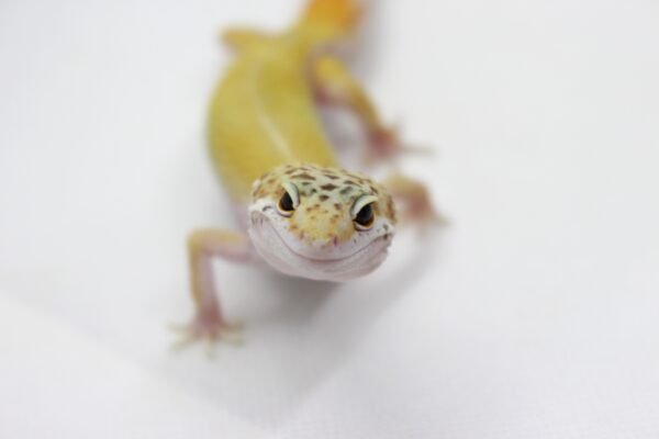 Leopard Gecko (Eublepharis macularius) – Macho – Id 900263003574231