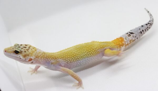 Leopard Gecko (Eublepharis macularius) – Macho – Id 900263003574231 - Image 2
