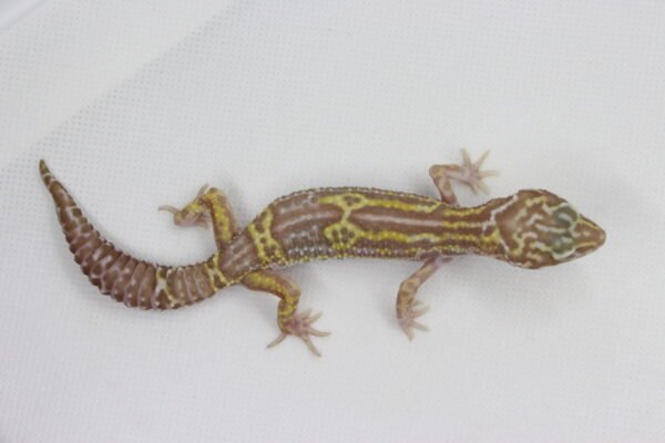 Leopard Gecko (Eublepharis macularius) – Macho – Id 900263003574232 - Image 2