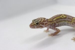 Leopard Gecko (Eublepharis macularius) – Macho – Id 900263003574232