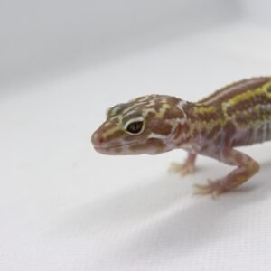 Leopard Gecko (Eublepharis macularius) – Macho – Id 900263003574232