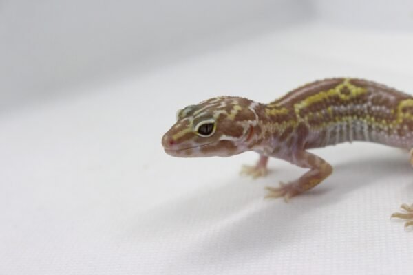 Leopard Gecko (Eublepharis macularius) – Macho – Id 900263003574232
