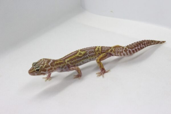 Leopard Gecko (Eublepharis macularius) – Macho – Id 900263003574232 - Image 3