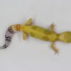 VENDIDO - Leopard Gecko (Eublepharis macularius) – Fêmea – Id 900263003574242 - Image 2