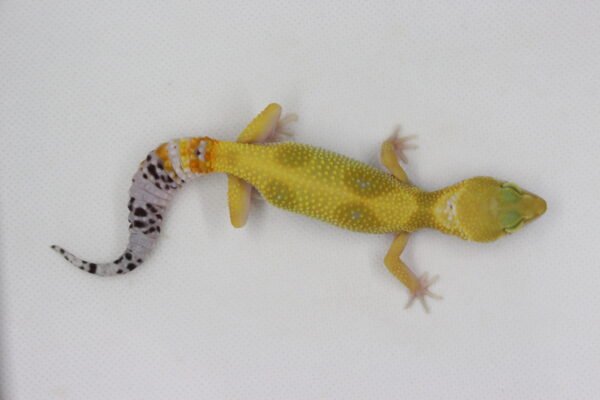 Leopard Gecko (Eublepharis macularius) – Fêmea – Id 900263003574242 - Image 2
