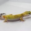 VENDIDO - Leopard Gecko (Eublepharis macularius) – Fêmea – Id 900263003574242 - Image 3