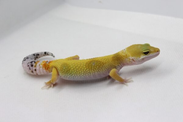 Leopard Gecko (Eublepharis macularius) – Fêmea – Id 900263003574242 - Image 3