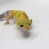 VENDIDO - Leopard Gecko (Eublepharis macularius) – Fêmea – Id 900263003574242
