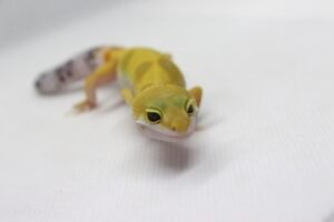 Leopard Gecko (Eublepharis macularius) – Fêmea – Id 900263003574242