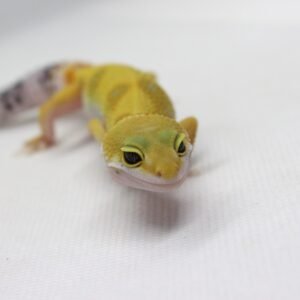 Leopard Gecko (Eublepharis macularius) – Fêmea – Id 900263003574242