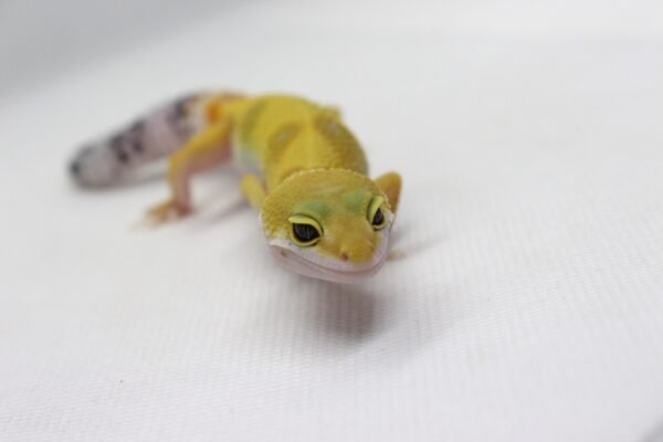 Leopard Gecko (Eublepharis macularius) – Fêmea – Id 900263003574242