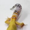 VENDIDO - Leopard Gecko (Eublepharis macularius) – Fêmea – Id 900263003574242 - Image 4