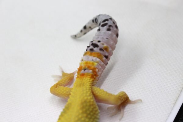 Leopard Gecko (Eublepharis macularius) – Fêmea – Id 900263003574242 - Image 4