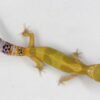 Leopard Gecko (Eublepharis macularius) – Fêmea – Id 900263003574243 - Image 3