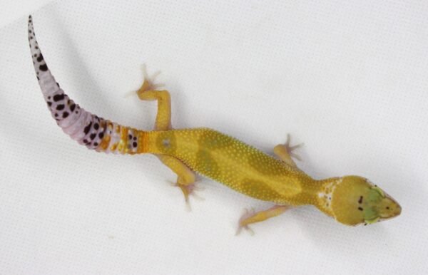 Leopard Gecko (Eublepharis macularius) – Fêmea – Id 900263003574243 - Image 3