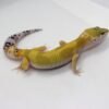 Leopard Gecko (Eublepharis macularius) – Fêmea – Id 900263003574243 - Image 4