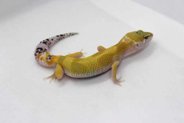 Leopard Gecko (Eublepharis macularius) – Fêmea – Id 900263003574243 - Image 4