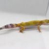 Leopard Gecko (Eublepharis macularius) – Fêmea – Id 900263003574243 - Image 2