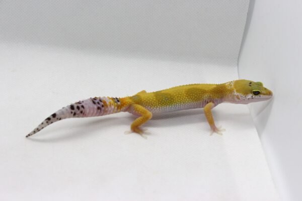 Leopard Gecko (Eublepharis macularius) – Fêmea – Id 900263003574243 - Image 2