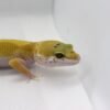 Leopard Gecko (Eublepharis macularius) – Fêmea – Id 900263003574243
