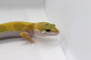 Leopard Gecko (Eublepharis macularius) – Fêmea – Id 900263003574243