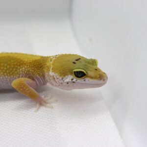 Leopard Gecko (Eublepharis macularius) – Fêmea – Id 900263003574243