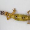 VENDIDO - Leopard Gecko (Eublepharis macularius) – Fêmea – Id 900263003574246 - Image 3