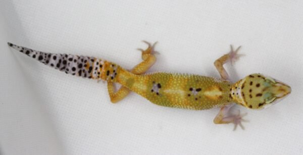 Leopard Gecko (Eublepharis macularius) – Fêmea – Id 900263003574246 - Image 3