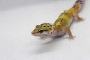 Leopard Gecko (Eublepharis macularius) – Fêmea – Id 900263003574246