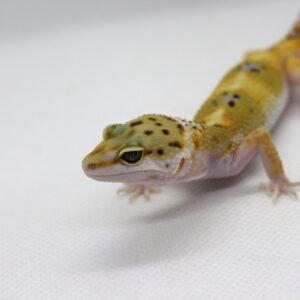 Leopard Gecko (Eublepharis macularius) – Fêmea – Id 900263003574246