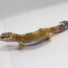 VENDIDO - Leopard Gecko (Eublepharis macularius) – Fêmea – Id 900263003574246 - Image 2