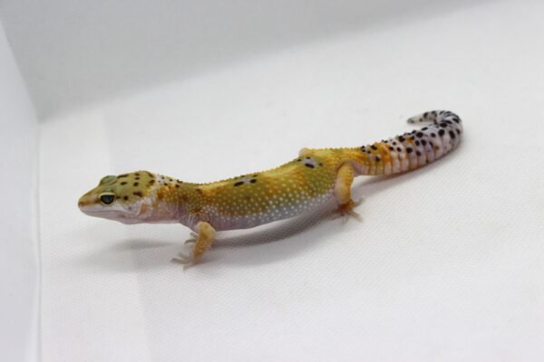 Leopard Gecko (Eublepharis macularius) – Fêmea – Id 900263003574246 - Image 2