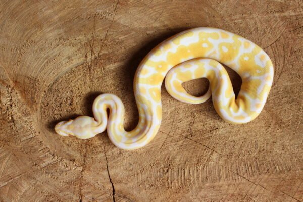 Ball Python (Python regius) – Macho – Id 900263003574387  Padrão Albino - Image 3