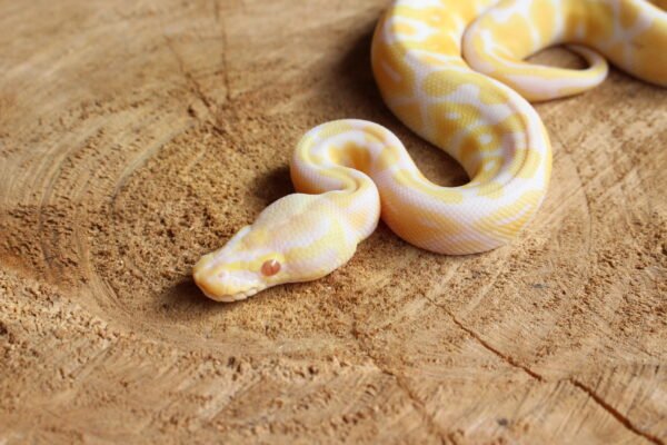 Ball Python (Python regius) – Macho – Id 900263003574387  Padrão Albino - Image 2
