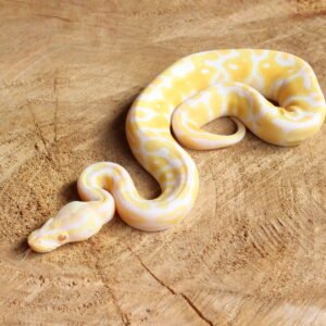 Ball Python (Python regius) – Macho – Id 900263003574387  Padrão Albino