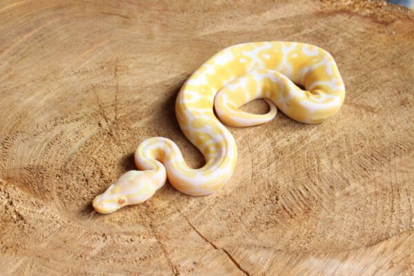 Ball Python (Python regius) – Macho – Id 900263003574387  Padrão Albino