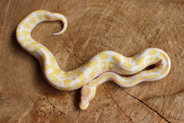 Ball Python (Python regius) – Macho – Id 900263003574390  Padrão Albino - Image 3