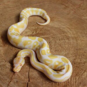 Ball Python (Python regius) – Macho – Id 900263003574390  Padrão Albino