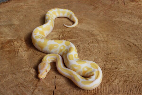 Ball Python (Python regius) – Macho – Id 900263003574390  Padrão Albino