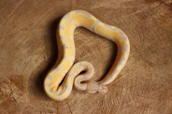 Ball Python (Python regius) – Macho – Id 900263003574391  Padrão Banana - Image 3